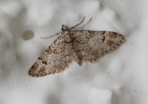 Gymnoscelis rufifasciata